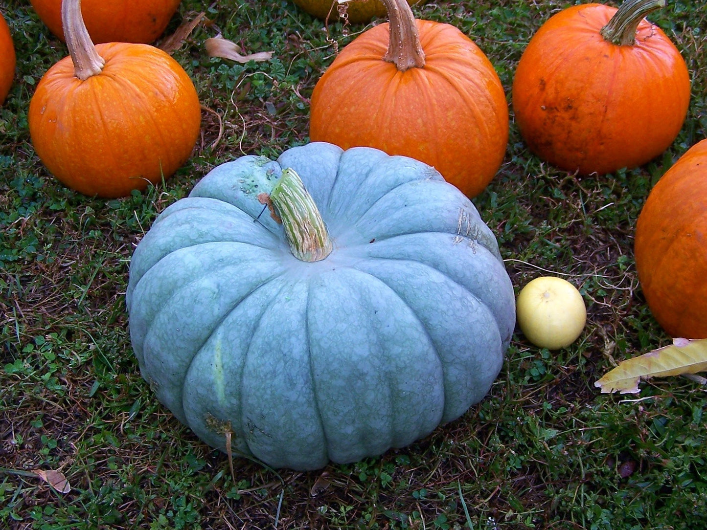 Queensland Blue pumpkin seeds with blue-grey rind and bright orange flesh for sweet, heirloom roasting