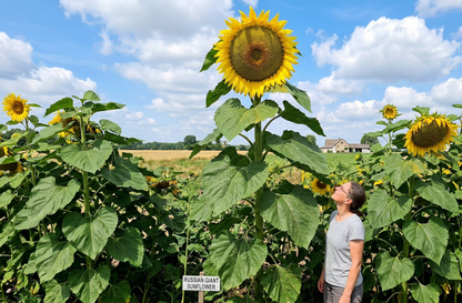 Person standing next to a very large sunflower in a field with other sunflowers and a clear sky. Russian Giant Sunflower MatchesSeeds 