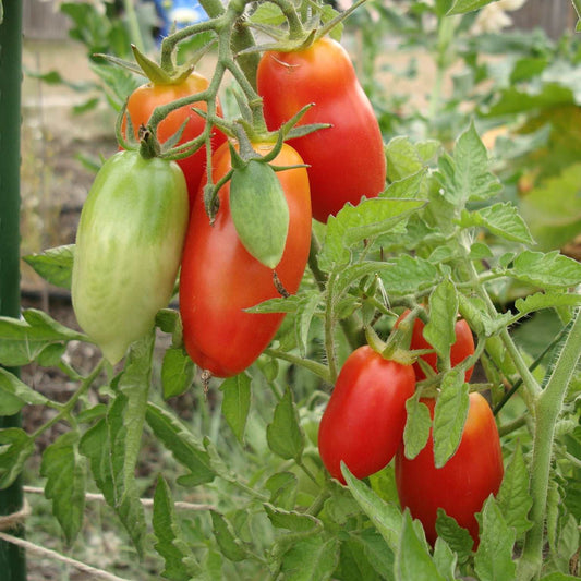 San Marzano Lampadina 2 Heirloom Tomato Matches Seeds MatchesSeeds