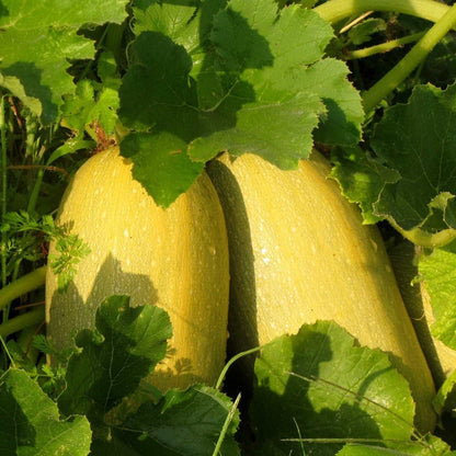 Spaghetti squash plant with yellow fruits and lobed leaves.