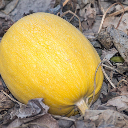 Spaghetti squash on the vine amidst dried leaves, showcasing vibrant yellow color.