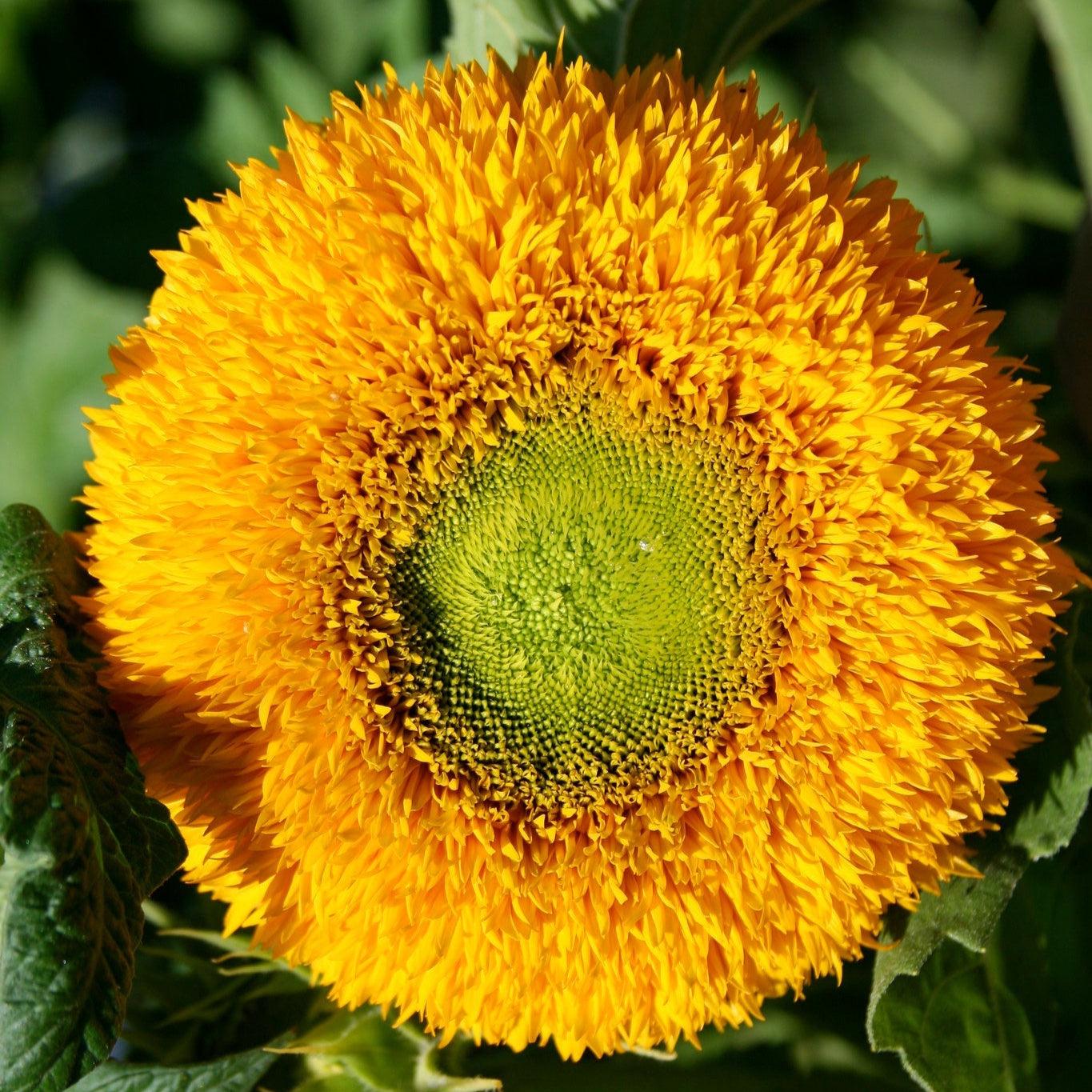 Sunflower Double Sunking