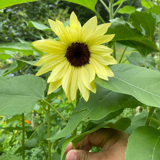 Multi-stem Italian white sunflowers with pale yellow petals and dark chocolate centers blooming in a garden