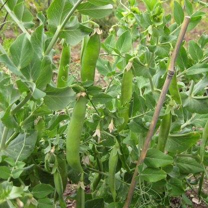 Homesteader Pea / Lincoln Peas Heirloom