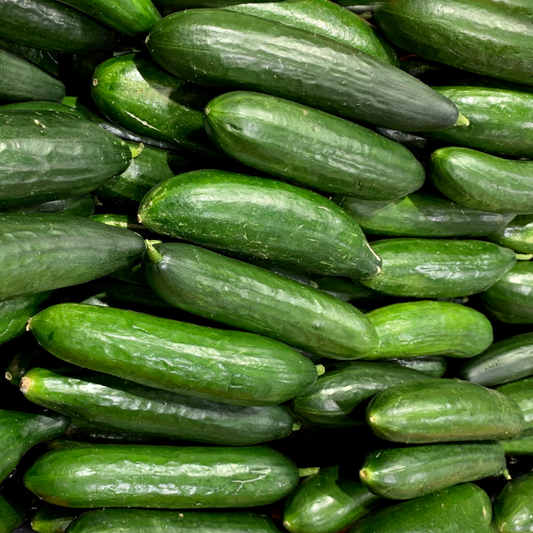 Beit Alpha Burpless Lebanese Type cucumbers, crisp and disease-resistant.