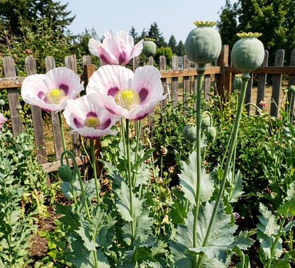 giganteum breadseed poppy with large seed pods in garden