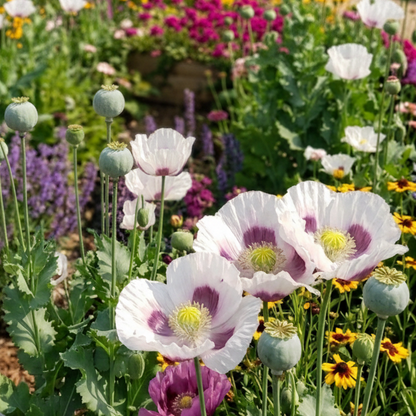 Giganteum breadseed poppy mix with large seed pods in garden