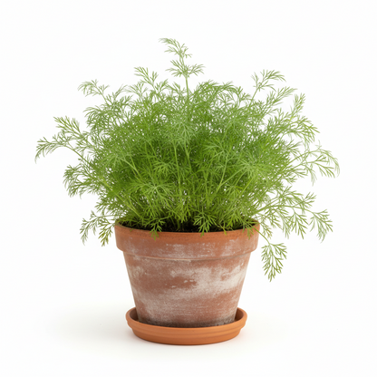 Dense emerald-green Ella Dill leaves in garden setting