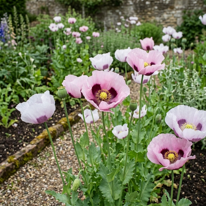 Giganteum breadseed poppy mix with large seed pods in garden