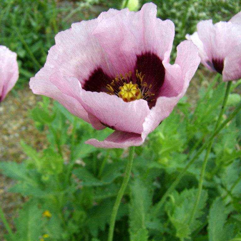 Giganteum breadseed poppy mix with large seed pods in garden