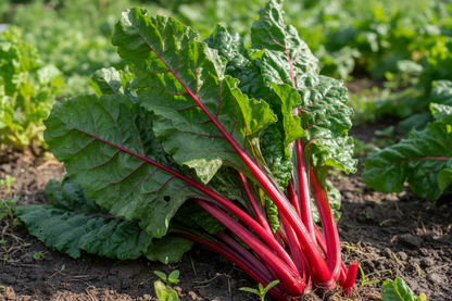 Ruby red heirloom Swiss chard with dark green textured leaves and vibrant scarlet veins