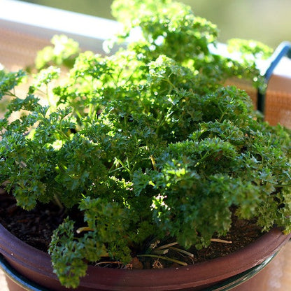 Forest Green Parsley Curly growing in a pot on a sunny windowsill.