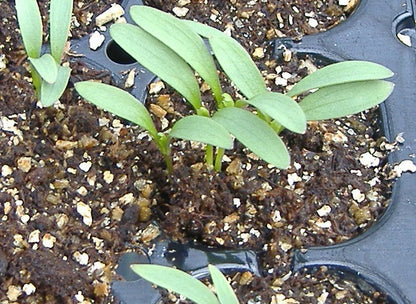 Santo Cilantro seedlings in soil, ideal for slow bolting and continuous harvest.