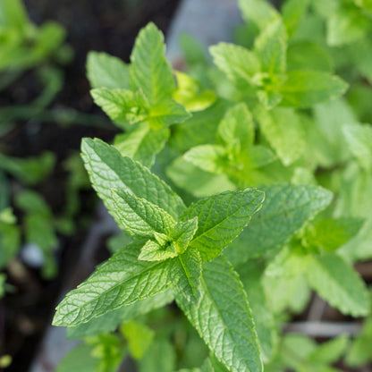 Spearmint plant growing in a garden bed with lush green leaves.