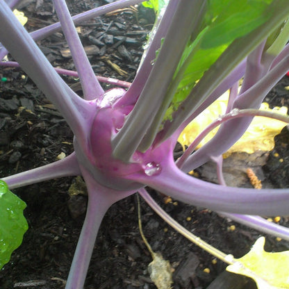 Purple Vienna kohlrabi plant with vibrant purple skin and leafy green tops.