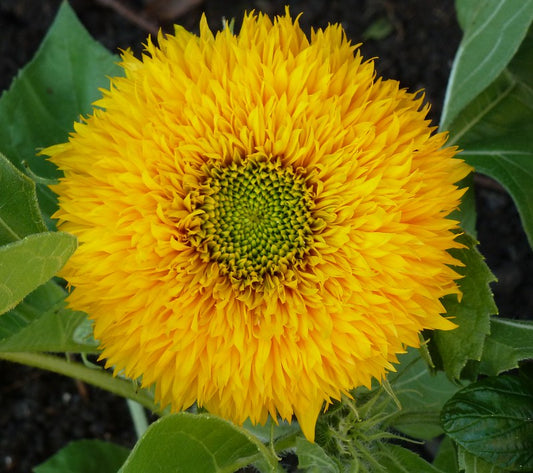Sunflower Teddybear