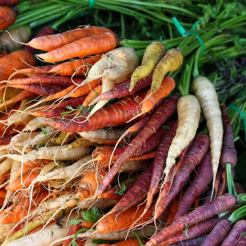 Rainbow Blend Carrots – A Colorful Harvest of Sweet, Crunchy Roots ...