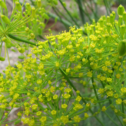 Bouquet Dill - Aneth Bouquet