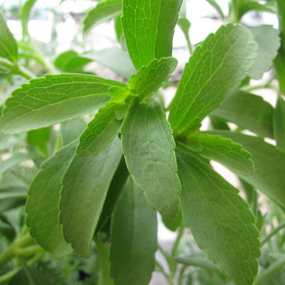 Stevia /  Stévia