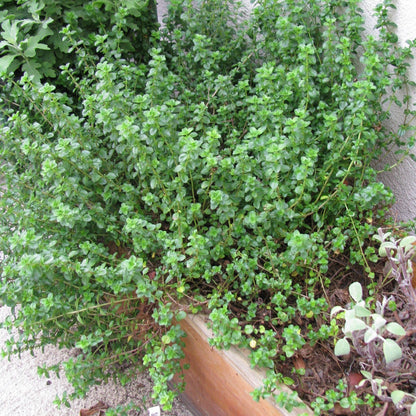 English thyme plant growing in a container.