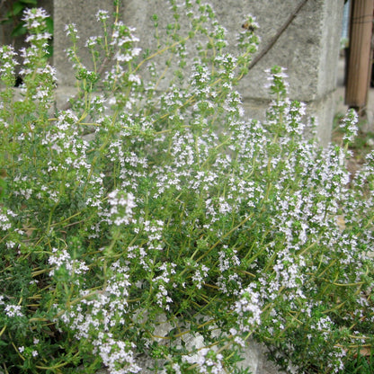 English Thyme herbs with pink flowers, ideal for Mediterranean dishes and drought-tolerant landscapes.