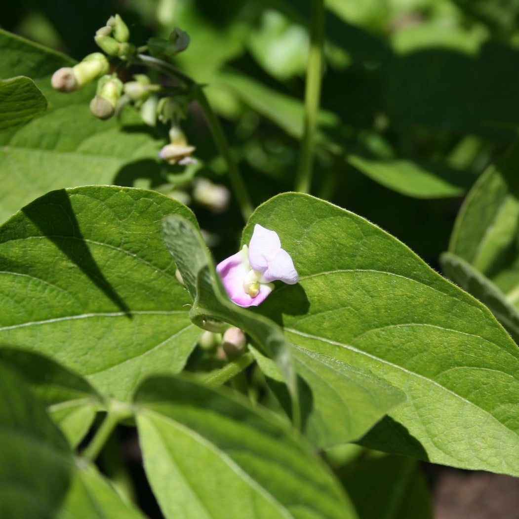 Green Bush Bean Provider / Haricot Nain Provider – Matches Seeds