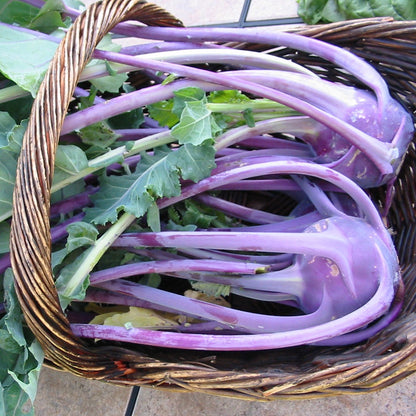 Purple Vienna Kohlrabi with leafy tops in a basket.