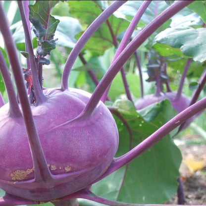 Kohlrabi Purple Vienna plant with purple skin and leafy tops.