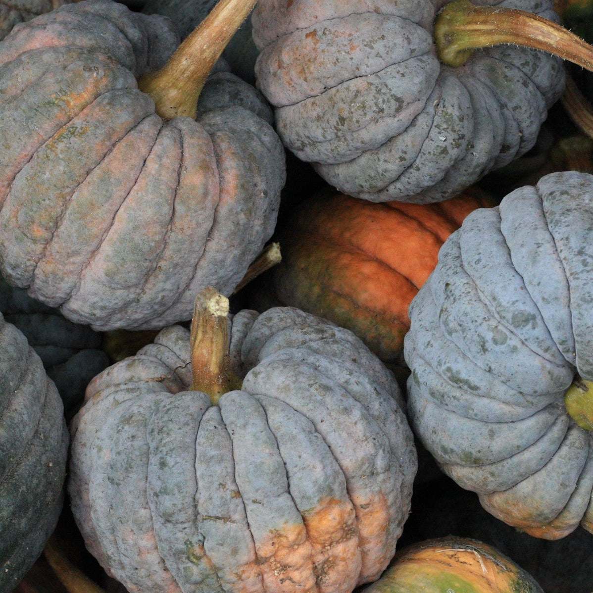 Butternut Winter Squash 'Black Futsu' Courges d'hiver Butternut