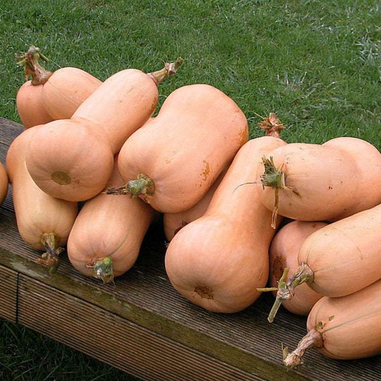 Butternut Waltham NT Squash / Courge Butternut Waltham NT