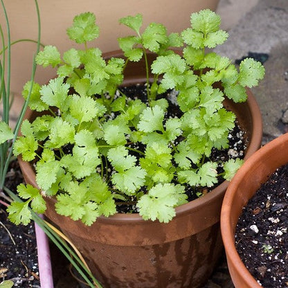 Santo Cilantro Non Treated plant growing in a pot.