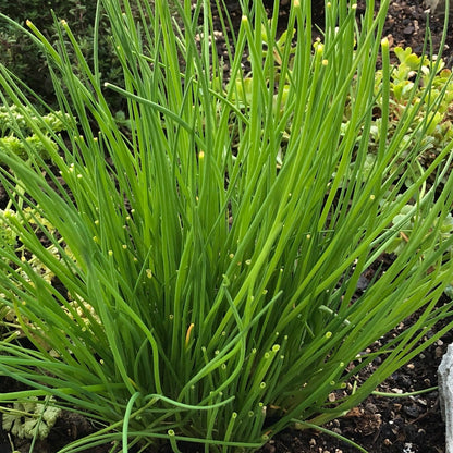 Chives Polyvert / Ciboulette Polyvert