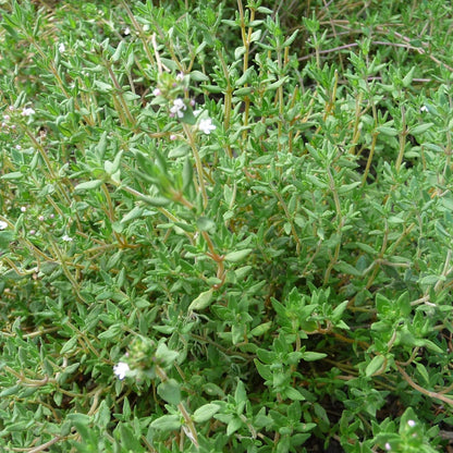 English Thyme plant with green leaves and small white flowers.