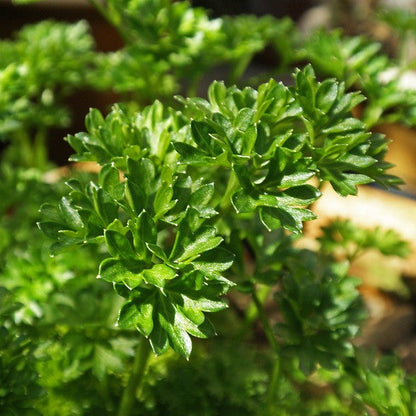 Curly parsley with vibrant forest green leaves growing in sunlight.