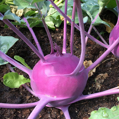 Purple Vienna kohlrabi growing in garden soil, showcasing vivid purple skin and leafy green tops.