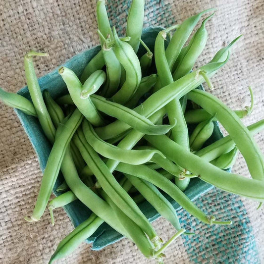 Green bush bean 'Provider'