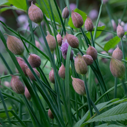 Chives Polyvert growing in a lush green garden.