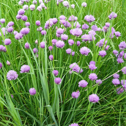 Chives Polyvert growing in a field with vibrant pink-purple flowers.