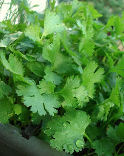 Santo Cilantro non-treated seeds, lush green leaves.