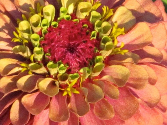 Close-up of Queeny Red Lime Zinnia with burgundy petals and lime centers.