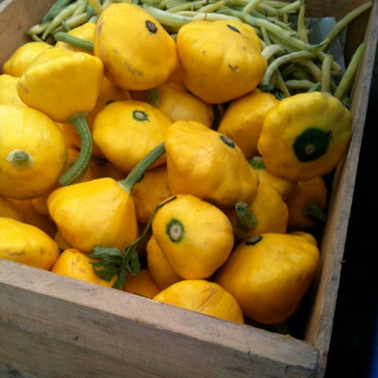 Squash Patty Pan F1 Lemon Sun / Courgette Patty Pan F1 Lemon Sun