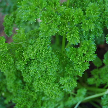 Forest Green curly parsley plant with lush, dark green leaves.