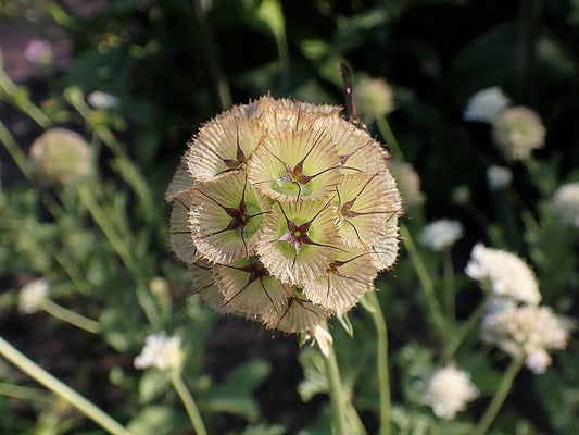 Scabiosa stellata - Starflower / Fleur d'étoile