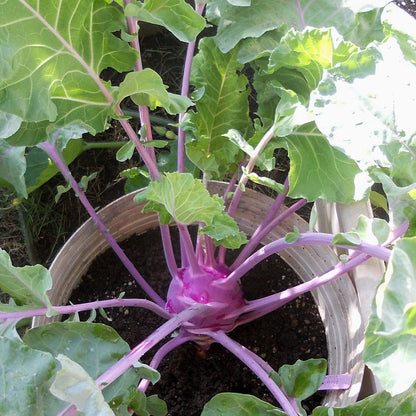 Kohlrabi Purple Vienna plant with purple skin and green leaves in a garden.