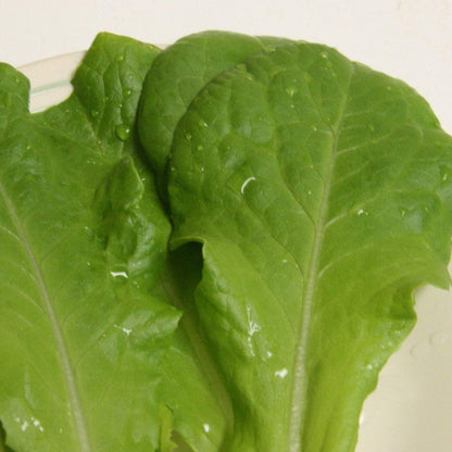 ButterCrunch Lettuce close-up with fresh, dark-green leaves.