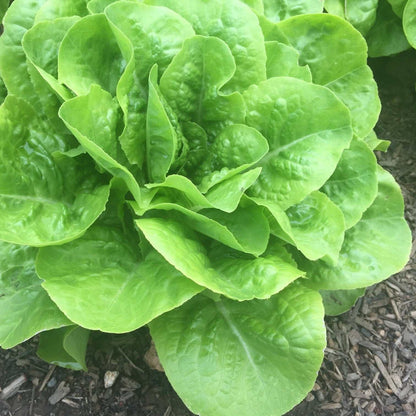 Buttercrunch lettuce with soft green leaves forming a tight rosette.