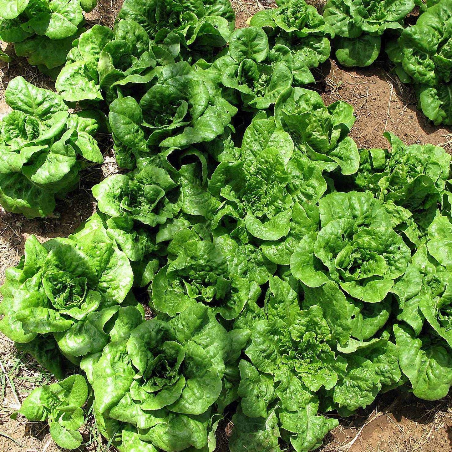 ButterCrunch Lettuce plants growing in a garden with lush green leaves.
