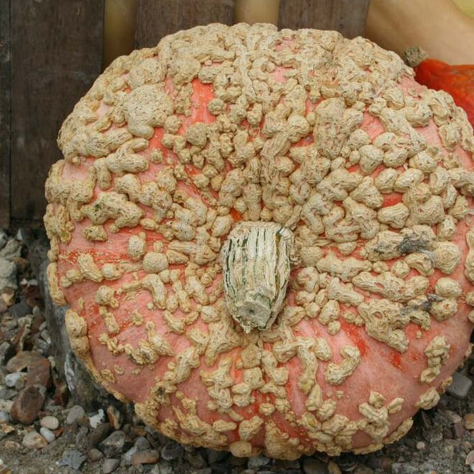 Galeux d'Eysines Pumpkin /  Citrouille Galeux d'Eysines