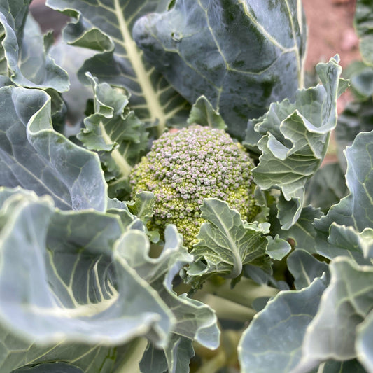 De Cicco Broccoli / De Cicco Brocoli