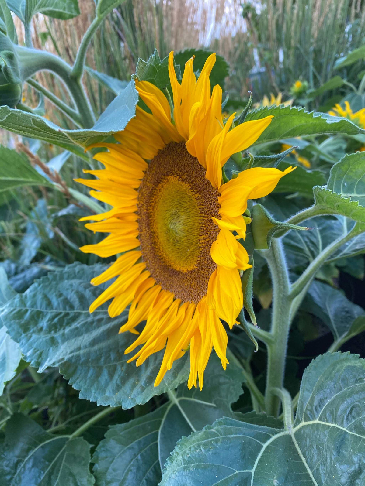 Sunflower Dwarf Sunspot – Matches Seeds